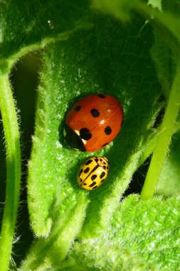 Kuzey Kafkasya 'nın eteklerinde genç kırmızı Coccinella septempunctata ve sarı uğur böceği Psyllobora vigintiduopunctata' nın yeşil bahar yeşil yapraklı ısırgan otu Lamium albümünün yakın çekimi                              