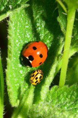  Kuzey Kafkasya 'nın eteklerinde genç kırmızı Coccinella septempunctata ve sarı uğur böceği Psyllobora vigintiduopunctata' nın Macro 'su.
