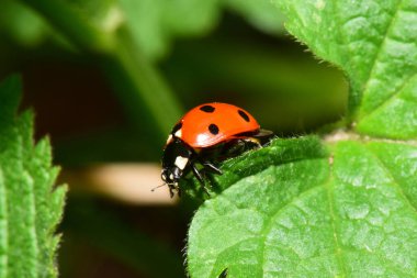 Kuzey Kafkasya 'nın eteklerindeki Isırgan otu Lamium albümünün bahar yeşili ve kabarık yaprağında genç kırmızı uğur böceği Coccinella septempunctata' nın yakın çekimi                              