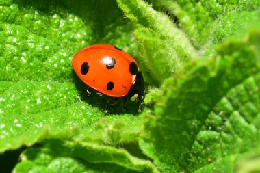 Koksinella septempunctata kırmızı uğur böceğinin bahar yeşili ve Kuzey Kafkasya 'nın eteklerindeki ısırgan otu lamium albümünün kabarık yapraklı yan görüntüsü                              