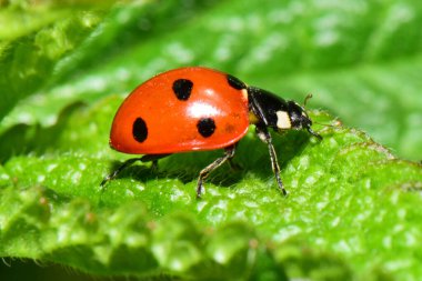 Kuzey Kafkasya 'nın eteklerindeki ısırgan otu Lamium albümünün yeşil yaprağında kırmızı uğur böceği Coccinella septempunctata.                               