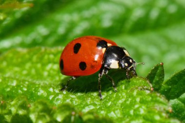 Bahar Macro 'su kırmızı Coccinella septempunctata ve sarı Psyllobora. Kuzey Kafkasya' nın eteklerindeki yeşil tüylü Lamium albümünde bir uğur böceğinin vigintiduopunctata 'sı.                             