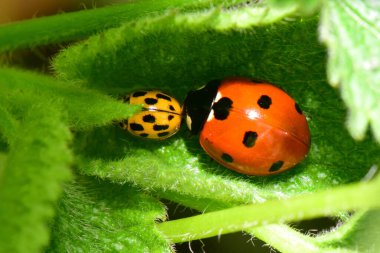 Kırmızı Coccinella septempunctata ve sarı Psyllobora vigintiduopunctata Isırgan otu Lamium albümünün yeşil kabarık yaprağında Kuzey Kafkasya 'nın eteklerinde                     