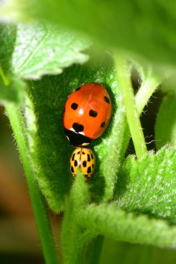  Genç kırmızı Coccinella septempunctata ve sarı uğur böceği Psyllobora 'nın yakın çekimleri Kuzey Kafkasya' nın eteklerindeki Isırgan otu Lamium albümünün yeşil yaprağında                             
