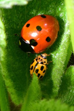  Genç kırmızı Coccinella septempunctata ve sarı uğur böceği Psyllobora Kuzey Kafkasya 'nın eteklerindeki ısırgan otu Lamium albümünün yeşil yaprağında vigintiduopunctata                              