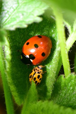  Genç kırmızı Coccinella septempunctata ve sarı uğur böceği Psyllobora Kuzey Kafkasya 'nın eteklerindeki ısırgan otu Lamium albümünün yeşil yaprağında vigintiduopunctata                              