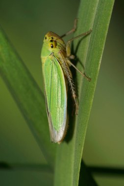 Kafkasya 'nın eteklerindeki bir mısır gevreği bitkisinin yeşil yaprağında oturan uzun pençeli, yakın plan ağustos böceği viridisi.                               