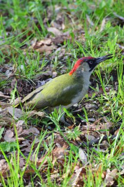 Kuzey Kafkasya 'nın eteklerindeki yeşil çimlerin üzerinde siyah ve beyaz başlıklı yaz ağaçkakanı Picus Viridis oturuyor.                               