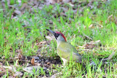 Yeşil ağaçkakan Picus Viridis 'in yakın çekimi. Başında kırmızı bir şapka ve Kuzey Kafkasya' nın eteklerindeki yeşil çimenlerde oturan uzun bir gagası var.                               