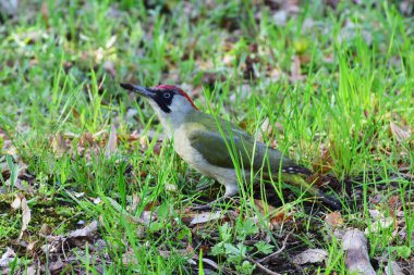 Yazın ağaçkakan Picus Viridis 'in yakın çekimi Kuzey Kafkasya' nın eteklerindeki yeşil çimlerde oturur.                               
