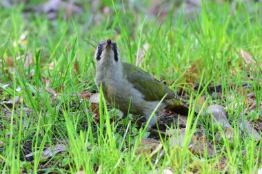  Beyaz ve yeşil tüylü beyaz ağaçkakan Picus Viridis Kuzey Kafkasya 'nın eteklerindeki yeşil çimlerin üzerinde oturuyor.                              