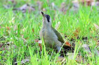 Kafkasyalı ağaçkakan Picus Viridis 'in siyah ve beyaz başlıklı hali Kuzey Kafkasya' nın eteklerindeki yeşil çimlerde oturuyor.                               