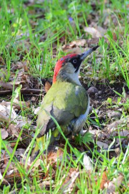   Kuzey Kafkasya 'nın eteklerindeki yeşil çimlerde oturan yeşil gagalı yeşil ağaçkakan Picus Viridis' in yakın çekimi.                             