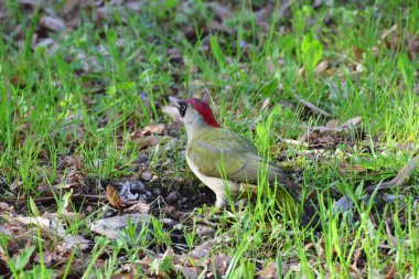 Kuzey Kafkasya 'nın eteklerindeki yeşil çayırlarda oturan yeşil gagalı yeşil ağaçkakan Picus Viridis' in yakın görüntüsü.                               