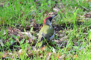   Kuzey Kafkasya 'nın eteklerindeki yeşil çimlerde oturan yeşil gagalı yeşil ağaçkakan Picus Viridis' in yakın çekimi.                             