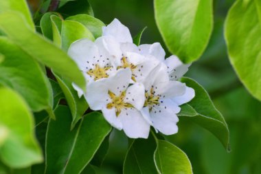 Kuzey Kafkasya 'nın eteklerinde yeşil yapraklı yeşil yapraklı beyaz armut komunisi çiçekleri.                               