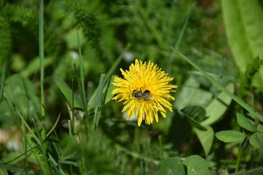  Andrena cinsinin makro gri arısı Kafkasya Dağı 'ndaki çayırlarda sarı bir karahindiba üzerinde polen ve nektar topluyor.