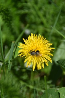  Andrena cinsinin vahşi gri arısı Kafkasya Dağları 'ndaki bir açıklıkta polen ve nektar topluyor.                             
