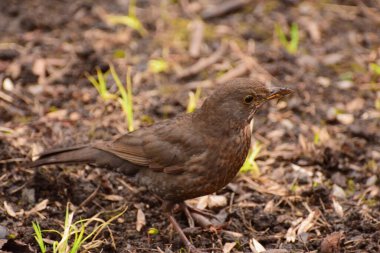 Kahverengi yay kuşu Turdus Merula. Sarı gagalı. Kuzey Kafkasya 'nın eteklerindeki ormanda yerde oturuyor.                               