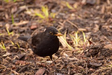   Sarı gagalı kara bahar kuşu Turdus Merula Kuzey Kafkasya 'nın eteklerindeki içi boş bir ormanın zemininde oturur.                             