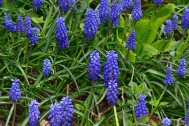 Kuzey Kafkasya 'nın eteklerindeki çayırlarda yetişen mavi Muscari ihtarı sümbül çiçeklerine yakın çekim