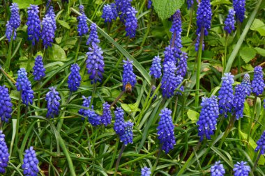  Muscari ihmalkarlığına yakın çekim mavi sümbül çiçekleri ve Anthophora plumipes bahar arıları Kuzey Kafkasya 'nın eteklerinde  