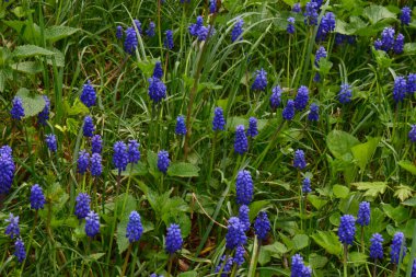Sümbül 'ün mavi çiçekleri Kuzey Kafkasya' nın eteklerindeki bir çayırda yetişiyor.                               