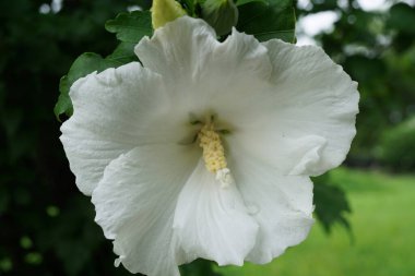 Kafkasların eteklerinde yetişen Hibiscus Syriacus yapraklı beyaz bir çiçeğin yakın çekimi.                               
