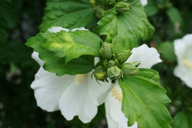 Kafkasların eteklerinde yetişen beyaz Hibiscus Syriacus yapraklı çiçek tomurcukları.                               