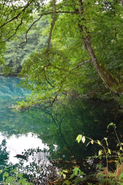 Yazın yeşil yapraklı yeşil ağaçların manzarası Kafkasya Dağı 'ndaki Cherek-Balkarian Geçidi' ndeki bir karst gölü üzerinde.