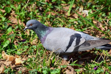   Kolomb kuşu, Kuzey Kafkasya 'nın eteklerindeki yeşil çimlerde dinleniyor.                             