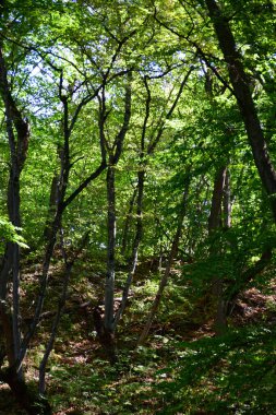  Yazın Kafkasya Dağları 'nda yeşil ağaçları ve çimleri olan vahşi bir orman.                              