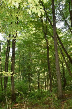  Yazın Kafkasya 'da dağ eteklerindeki orman parkının yamaçlarında yaprakları olan yeşil ağaçlar büyür.