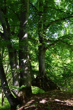 Yazın dinlenmek için bir orman parkındaki kayın ağaçlarının manzarası ve Kafkasların eteklerindeki dağın yamaçlarında turizm.                             