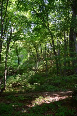  Kafkasların eteklerinde yaz mevsiminde dağların yamaçlarında ağaçlar ve çimenler olan vahşi yeşil orman.                              