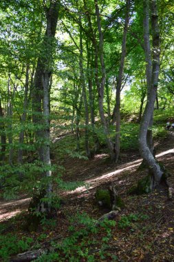 Çimen ağaçları olan yeşil orman ve yazın Kafkasların eteklerinde dağ yamaçlarında yürümek için bir yol.                               