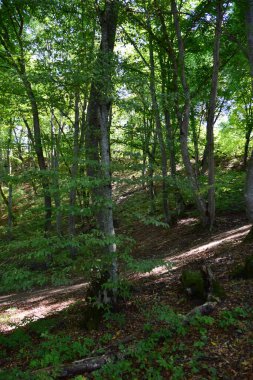 Yazın ağaçlarla birlikte orman parkında yürüyüş için yollar Kafkasların eteklerindeki dağın yamaçlarında                              