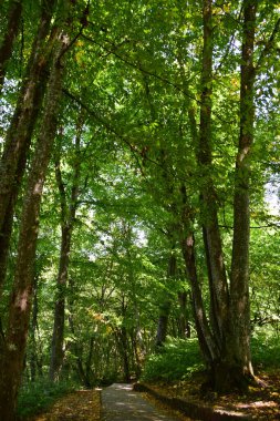 Dağın yamaçlarında yaz aylarında ağaçların olduğu dağ eteklerindeki orman parkında yürüyüş için yol manzarası                               