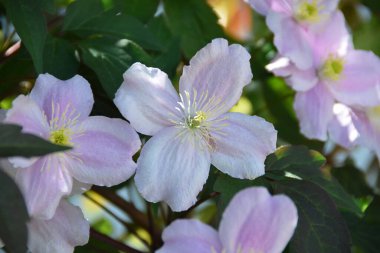 Kafkasya dağ parkında Pembe çiçeklere yakın çekim Clematis Montana                               