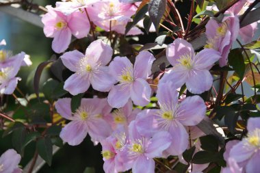 Kafkasya dağ parkındaki yeşil yaprakların arasında pembe Clematis Clematis çiçeklerine yakın çekim                               
