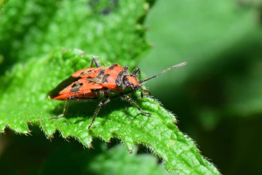 Kafkas bahar böceği Pyrrrhocoris apterus 'un Macro' su Kuzey Kafkasya 'nın eteklerindeki ısırgan otu lamium albümünün yeşil kabarık yaprağında oturuyor.                               