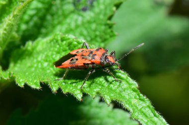 Kafkas bahar böceği Pyrrrhocoris apterus 'un yakın çekimi Kuzey Kafkasya' nın eteklerindeki ısırgan otu Lamium albümünün yeşil kabarık bir yaprağında oturuyor.                              