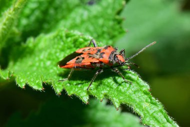 Macro Kafkas böceği Pyrrrhocoris apterus Kuzey Kafkasya 'nın eteklerindeki Isırgan otu Lamium albümünün yeşil kabarık yaprağında oturuyor.                               