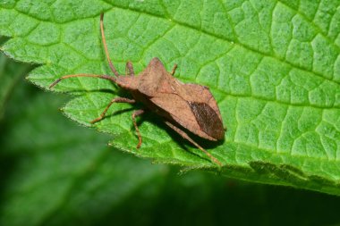 Bahar esmer, genç bir böcek olan Anoplocerus Kuzey Kafkasya 'nın eteklerindeki yeşil, kabarık bir ısırgan otu yaprağı olan Lamium albümünde yükselir.                               