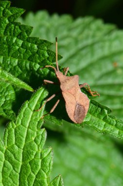 Bahar kahverengi böcek Anoplocerus 'un yakın çekimi Kuzey Kafkasya' nın eteklerinde yeşil bir ısırgan otu lamium albümünün kabarık yaprağı üzerinde yükselir.                              