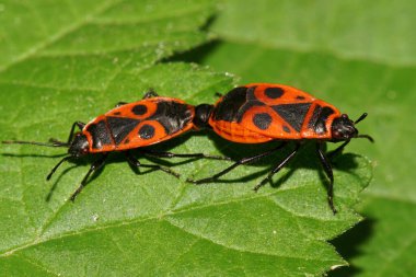  Kafkasların eteklerindeki yeşil bir ısırgan otu yaprağının üzerinde oturan iki tahtakurusu pirrhocoris apterusu.                              