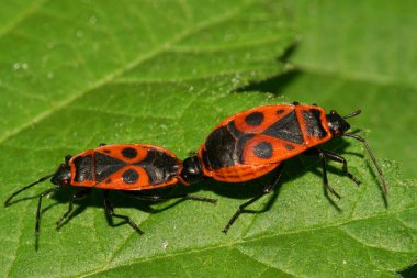 Kafkasların eteklerindeki yeşil bir ısırgan otunun üzerinde oturan Pyrrhocoris apterus adlı iki tahtakurusuna yakın plan.                               