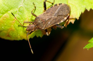 Yazlık böcek Anoplocerus elevatus 'un Macro' su Kafkasya Dağları 'ndaki bir böğürtlen yaprağının üzerinde duran uzun antenli.                               