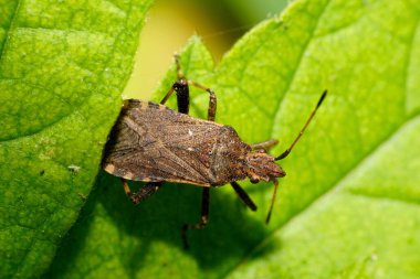 Kafkasya Dağı 'ndaki yabani böğürtlen örtüsünün üzerinde oturan kahverengi böcek Anoplocerus elevatus' a yakın plan.