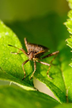 Anoplocerus Asansör Böceği 'nin önündeki makro manzara Kafkasya Dağları' ndaki bir böğürtlen yaprağının üzerinde oturuyor.                               